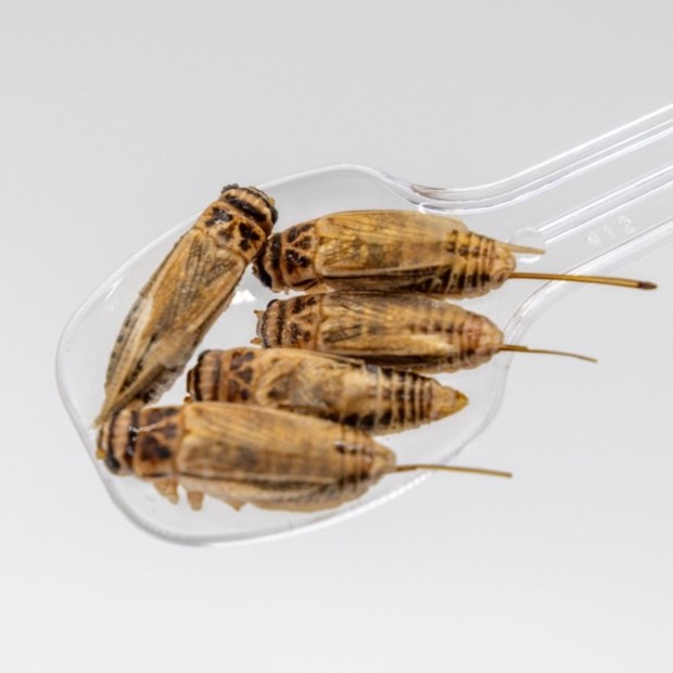 公式】月夜野ファーム オンラインストア コオロギ/爬虫類のエサ通販