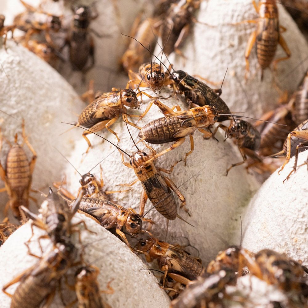 活餌】フタホシコオロギ ML 100g | 月夜野ファームの通販