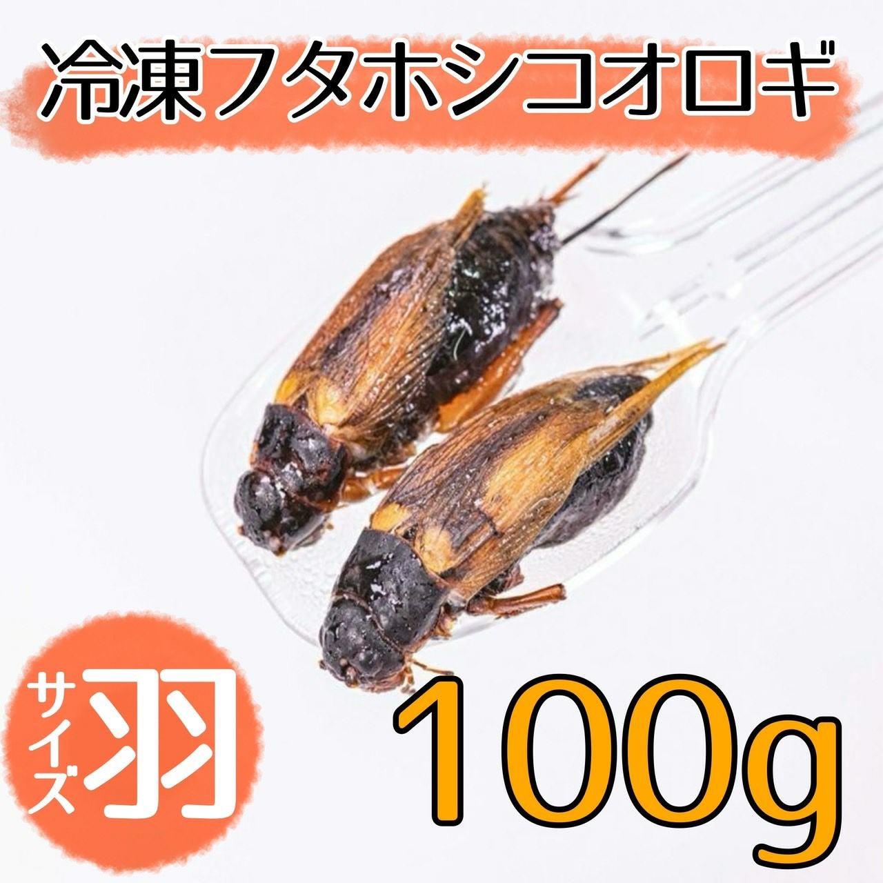 NEW【冷凍餌】フタホシコオロギ 羽 100g | 月夜野ファームの通販