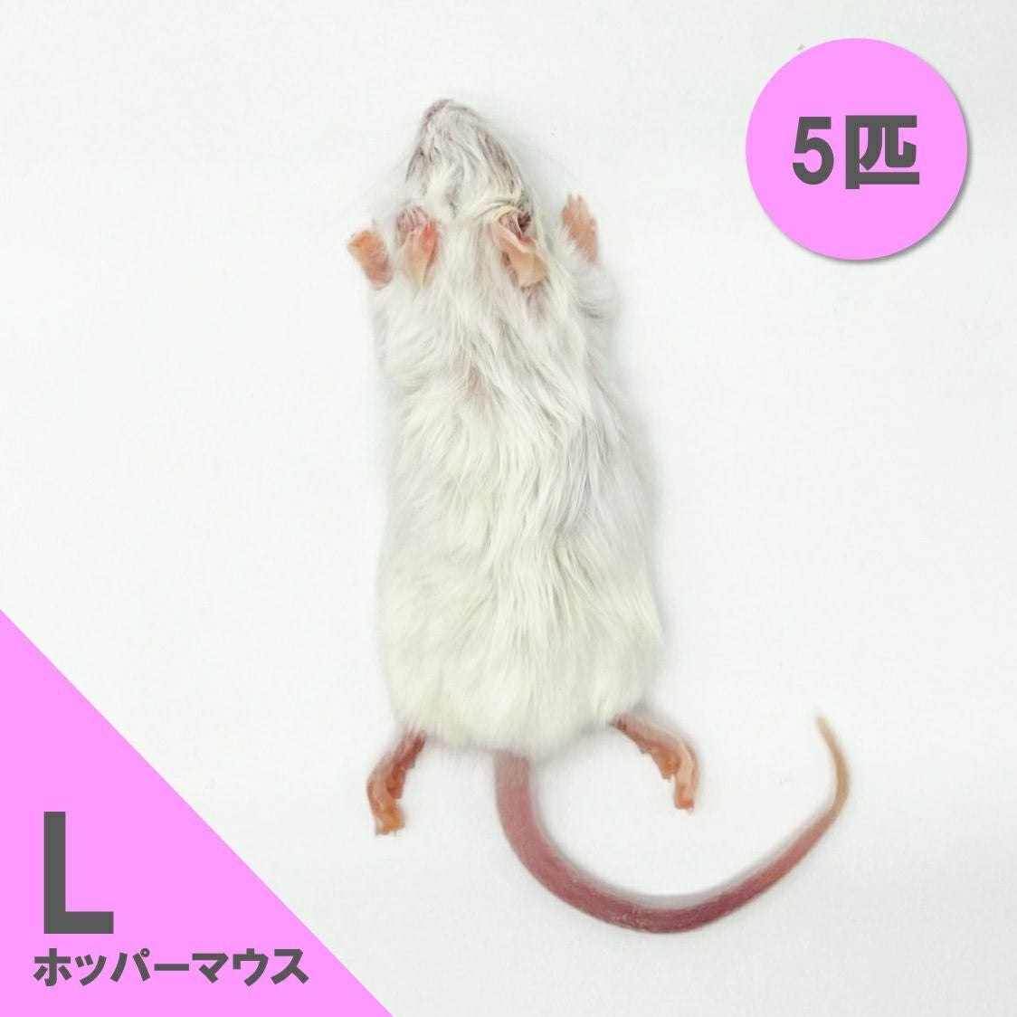冷凍餌】ホッパーマウス L 5匹入 | 月夜野ファームの通販
