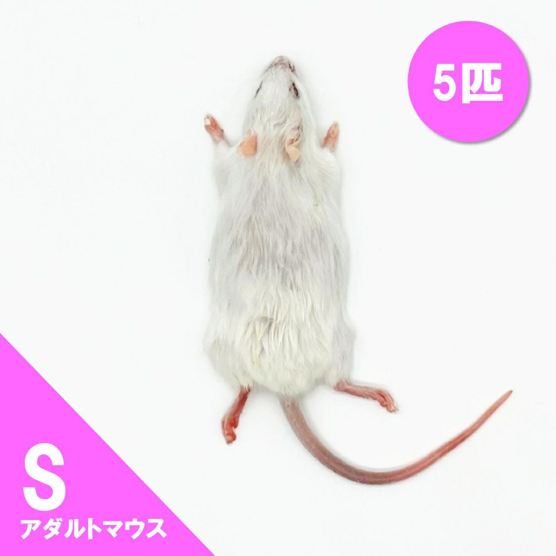 冷凍マウス | 月夜野ファームの通販