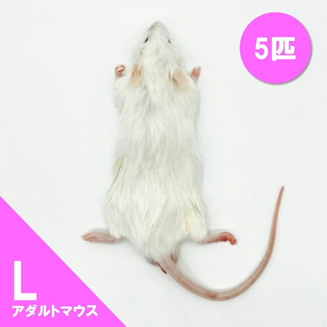 冷凍餌】アダルトマウス L 5匹入 | 月夜野ファームの通販