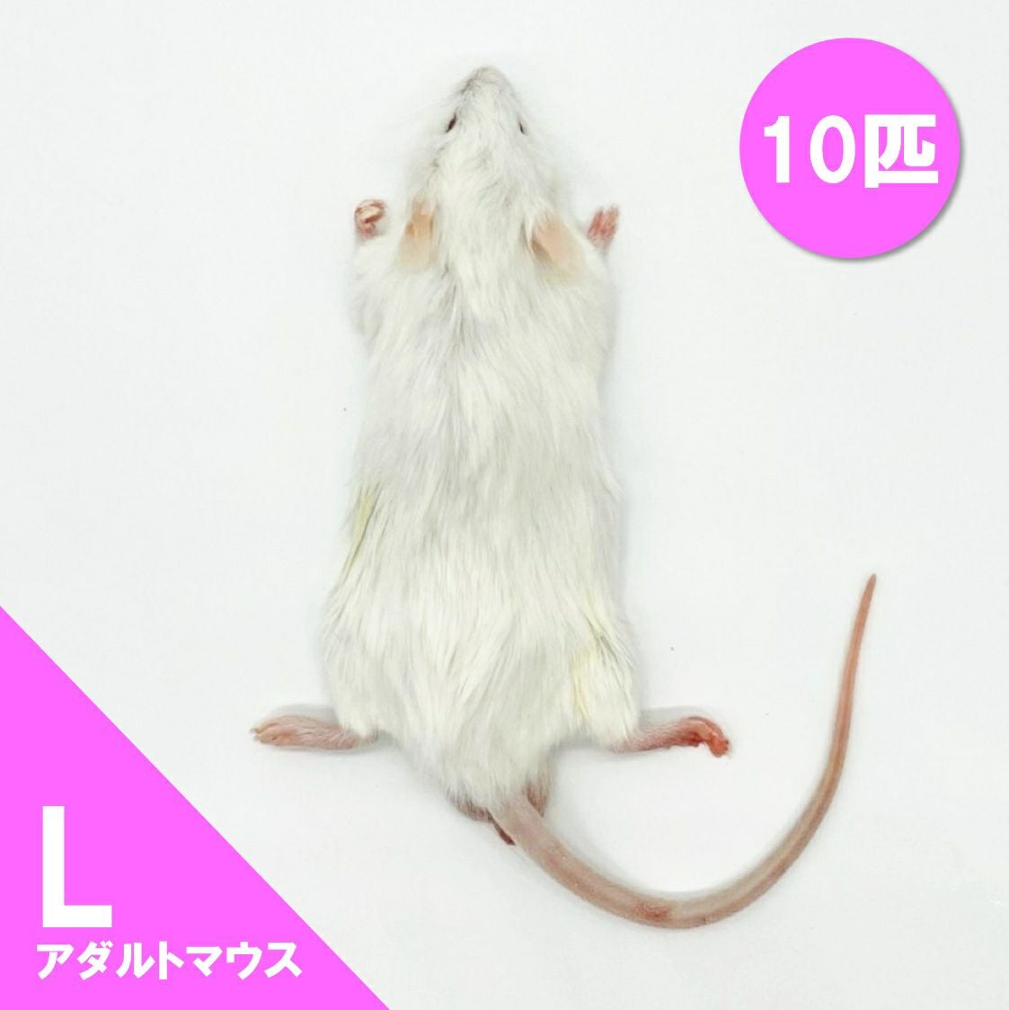 冷凍マウス | 月夜野ファームの通販