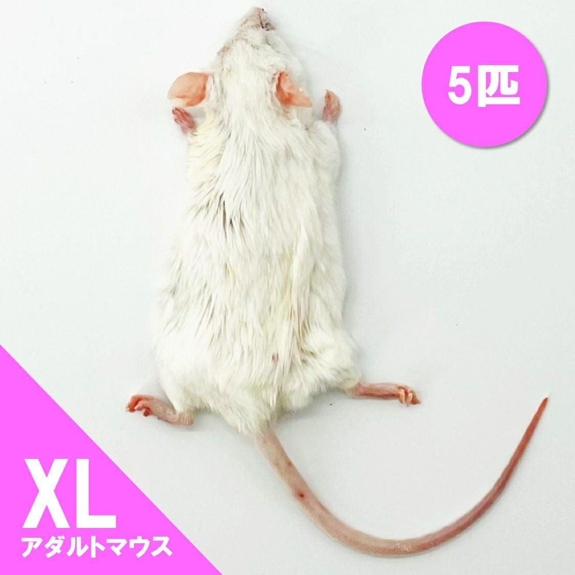 冷凍マウス | 月夜野ファームの通販