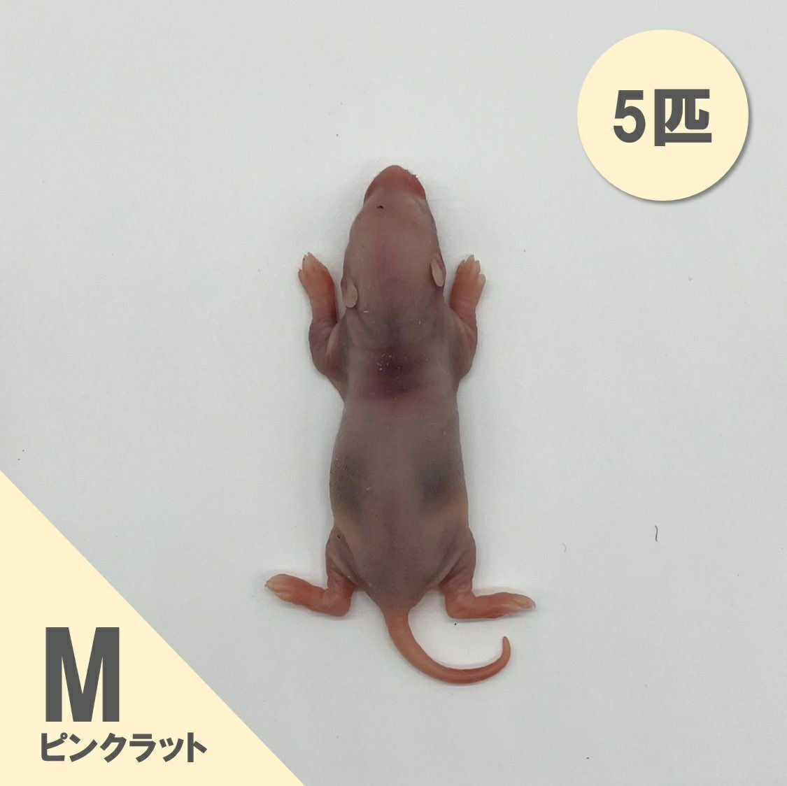 冷凍ラット60g〜70g 50匹セット！ 冷凍ラット | 月夜野ファームの通販