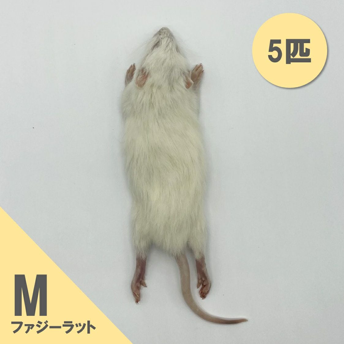 豆冷凍ラット Amazon | 国産冷凍ラット (ファジー M 30 g 5匹) | 冷凍ラットくん